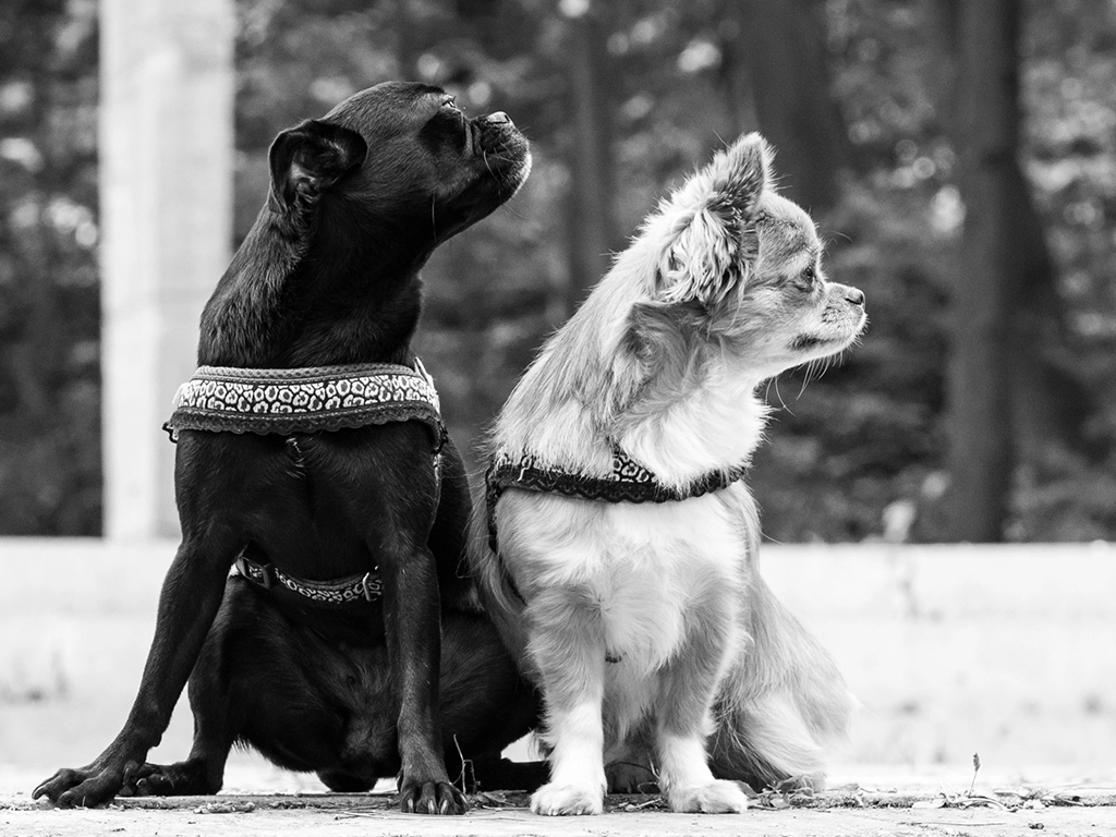 Zwei Hunde in Schwarz-Weiß, die gespannt in dieselbe Richtung blicken, als würden sie auf ihr Frauchen warten – ein Moment der Loyalität, den ich eingefangen habe.